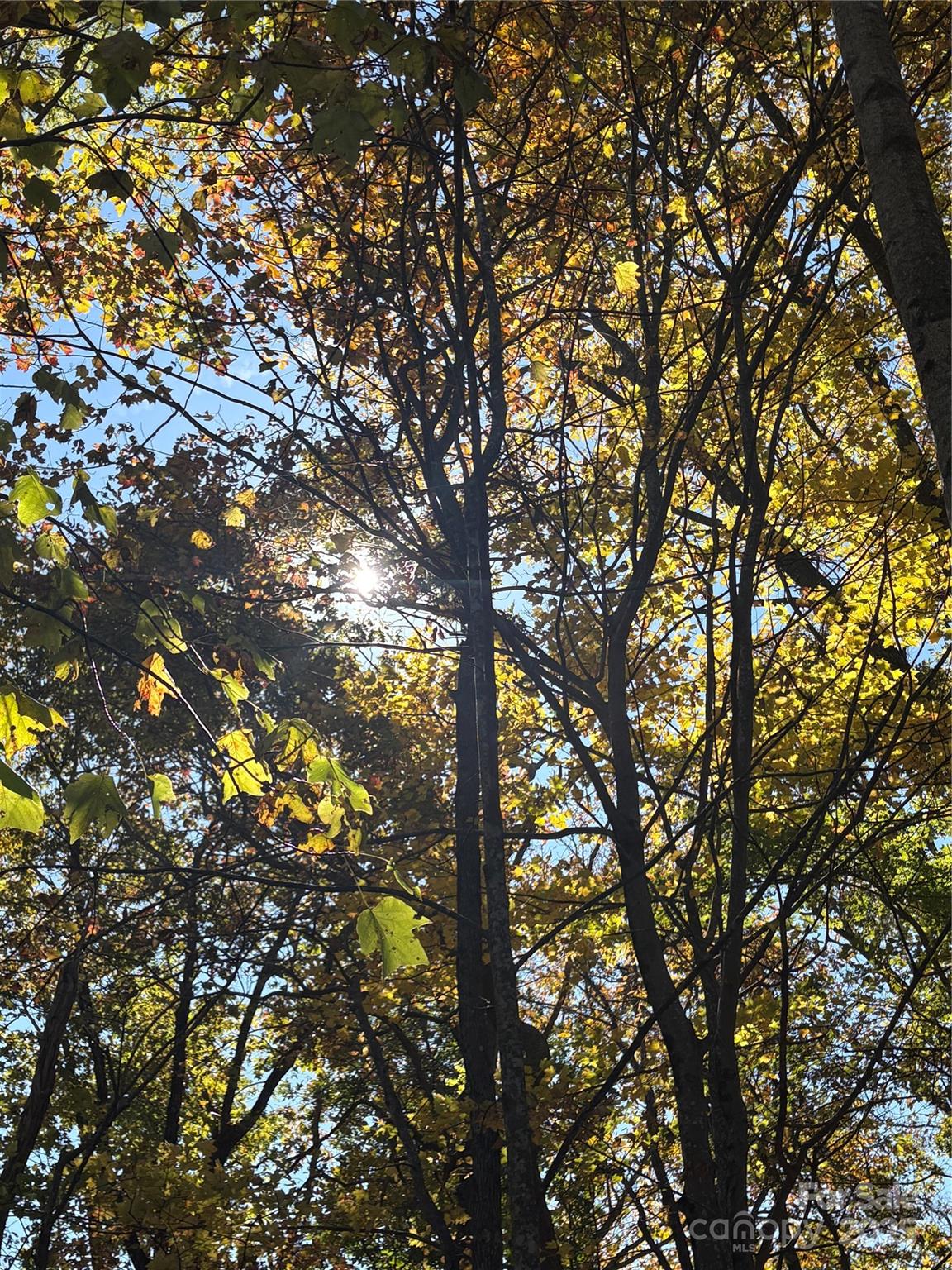 Lot 6 Miller Mountain Road, Unit 6 Saluda, NC 28773 - Photo 6 of 22 a picture of tree