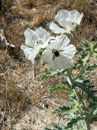 a close up of a tree in a yard