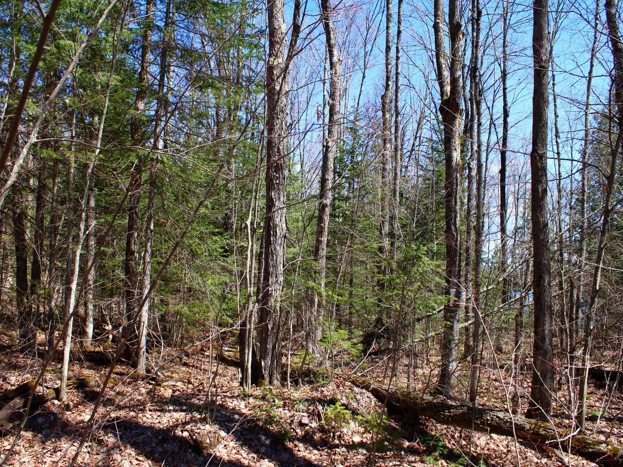 Off Spring Camp Road Montreal, WI 54550 - Photo 17 of 35 Gallery Image 17