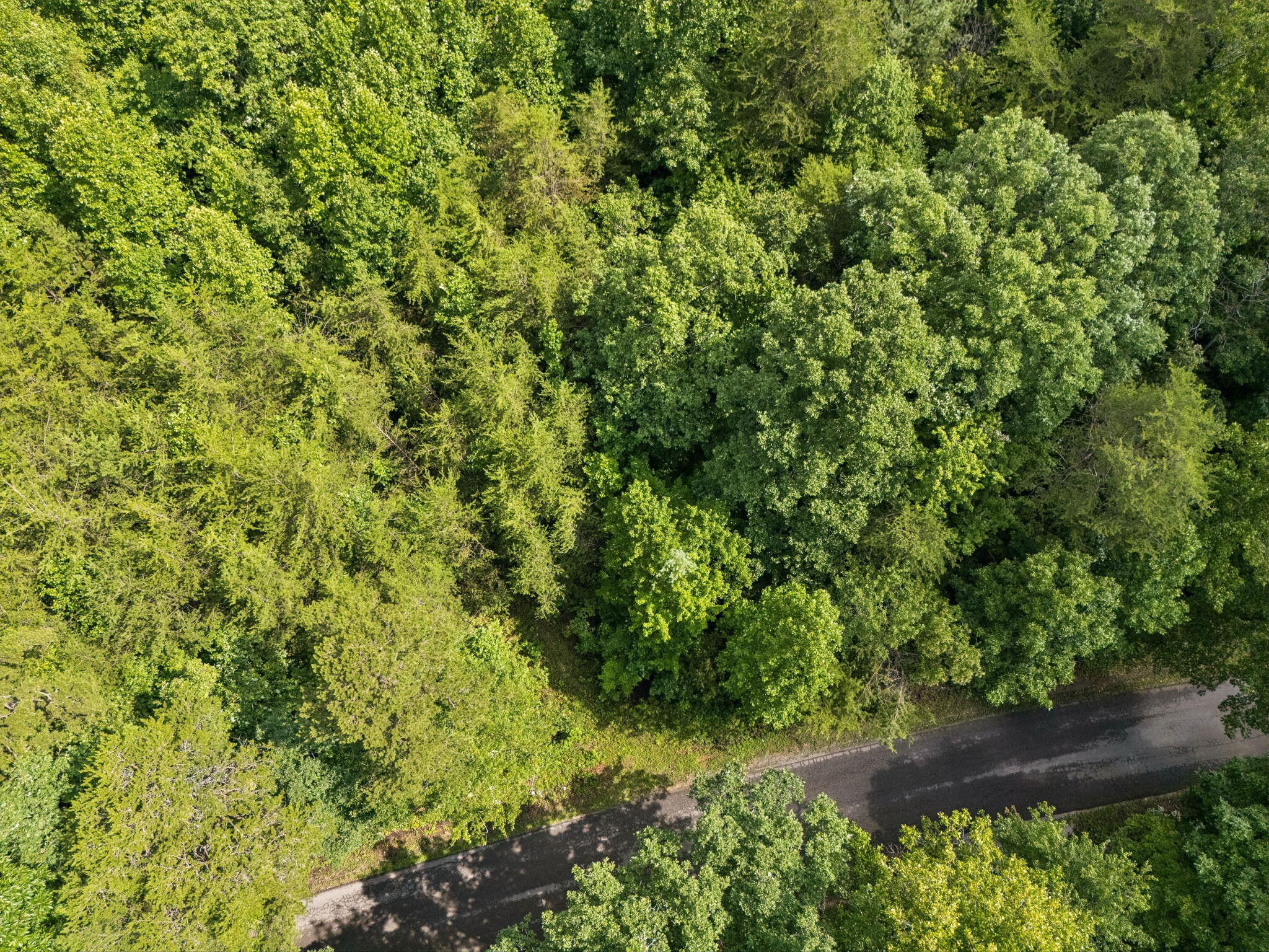 0 Ridge Road Lancing, TN 37770 - Photo 16 of 18