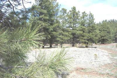 102 Robin Lane Parks, AZ 86018 - Photo 2 of 6 Additional Photo