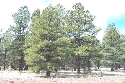102 Robin Lane Parks, AZ 86018 - Photo 3 of 6 Additional Photo