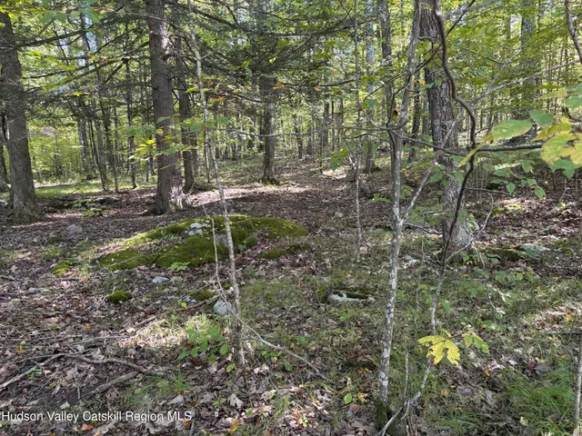 a view of a lush green forest