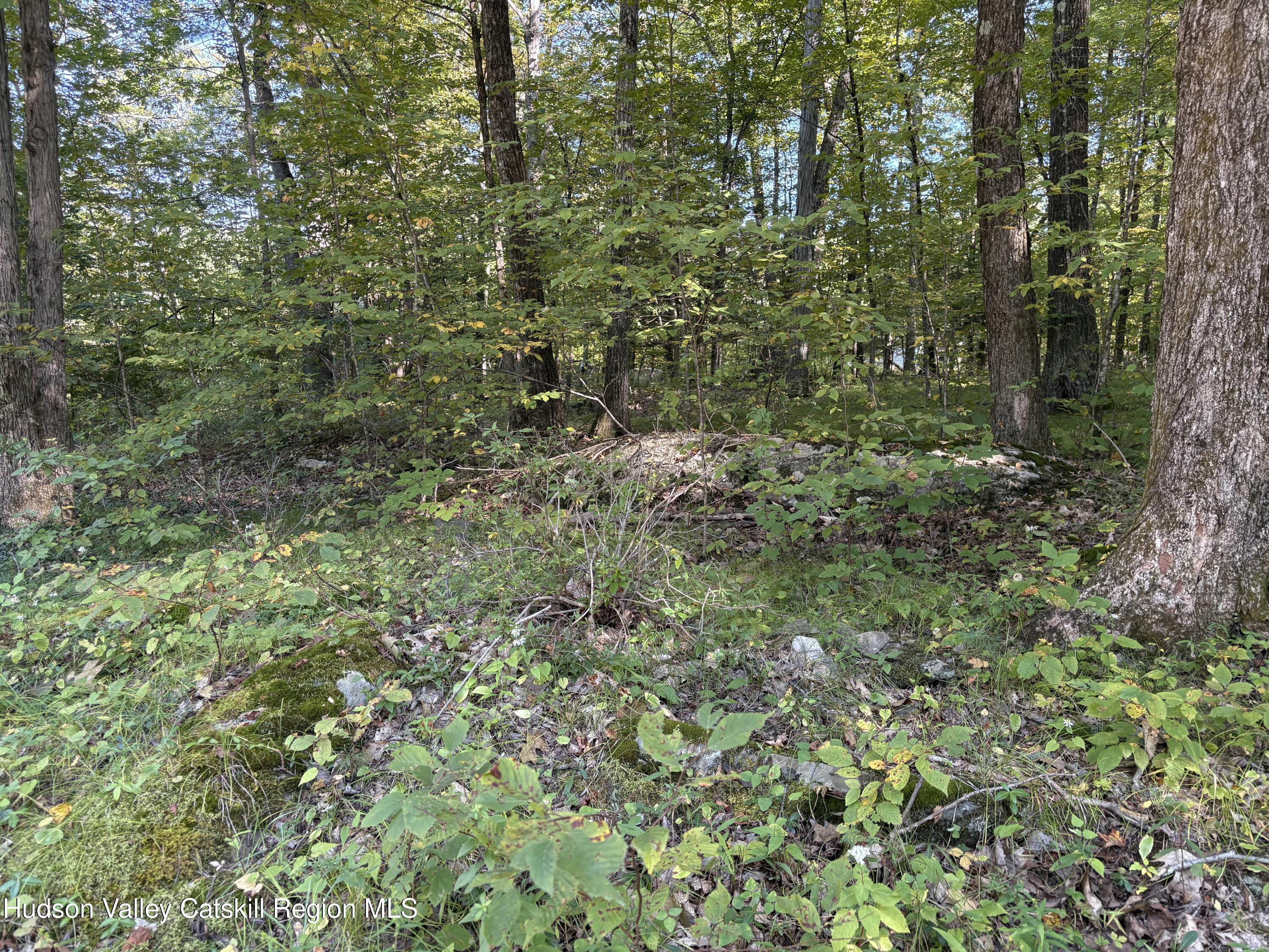 336 Ashley Hill Road Chatham, NY 12024 - Photo 23 of 27 a view of a lush green forest