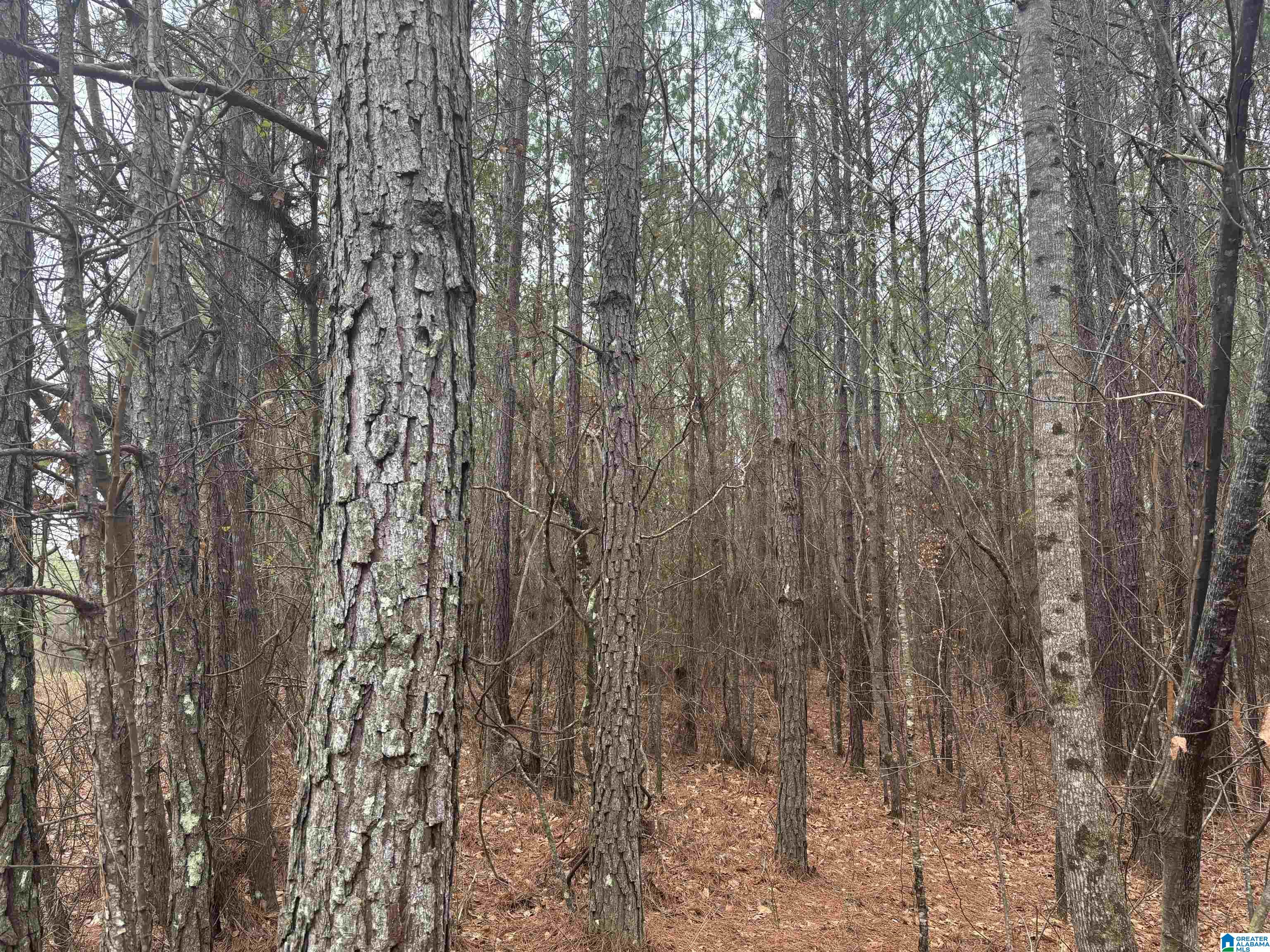 823 County Road, Unit 2 Wadley, AL 36276 - Photo 5 of 7