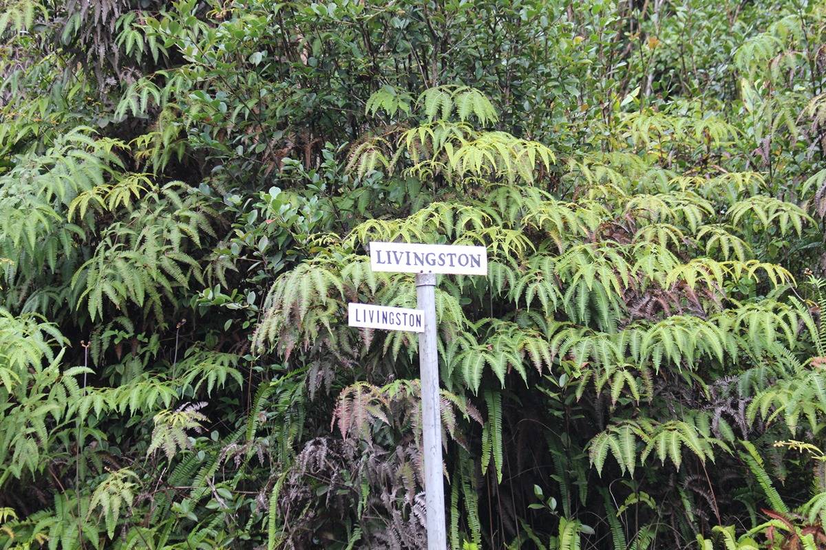 18-1248 Thorne Parkway Mountain View, HI 96771 - Photo 14 of 14 a view of a plant in a garden