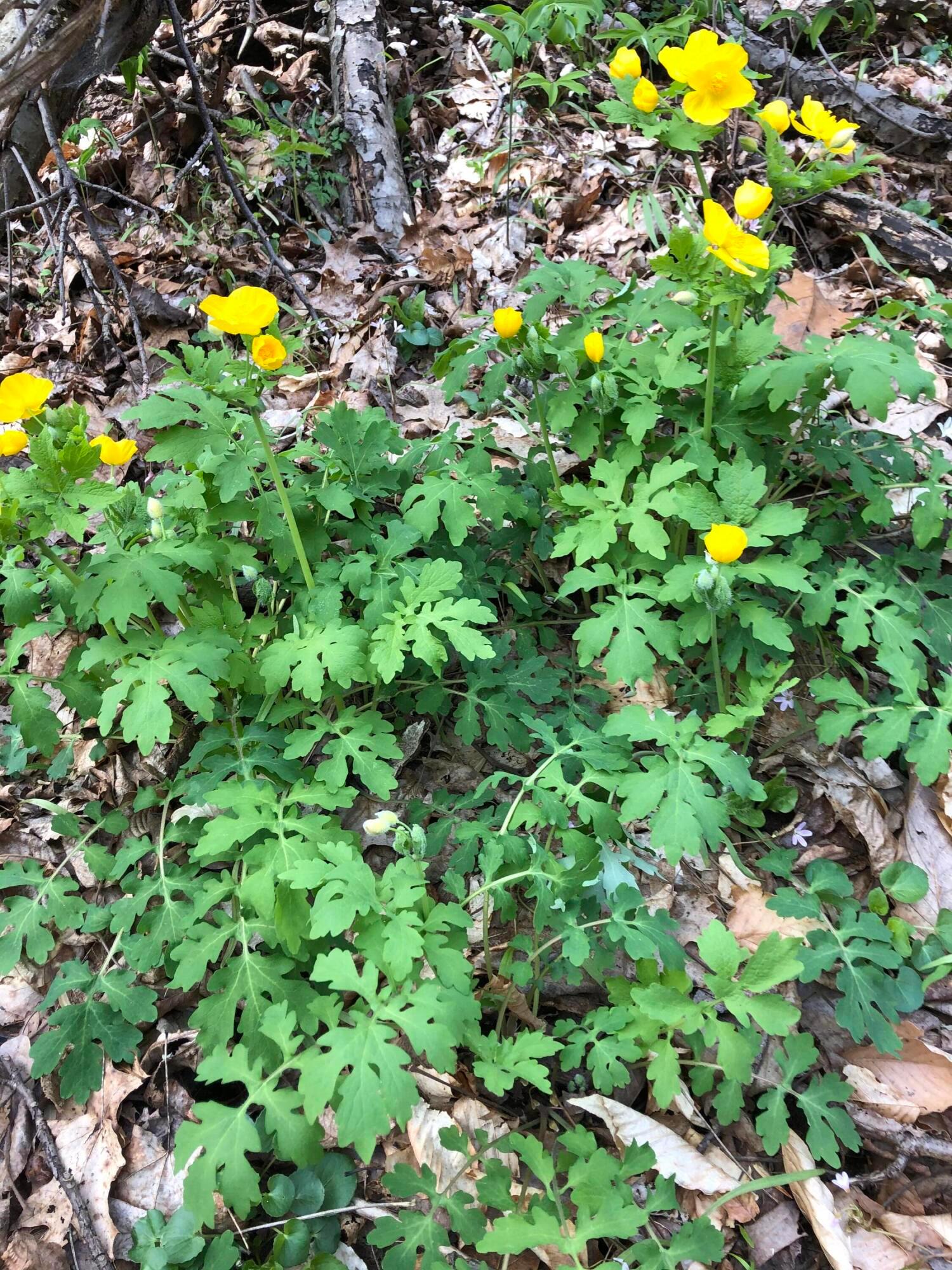 25779 Bailey Road Rockbridge, OH 43149 - Photo 11 of 89 Wildlife