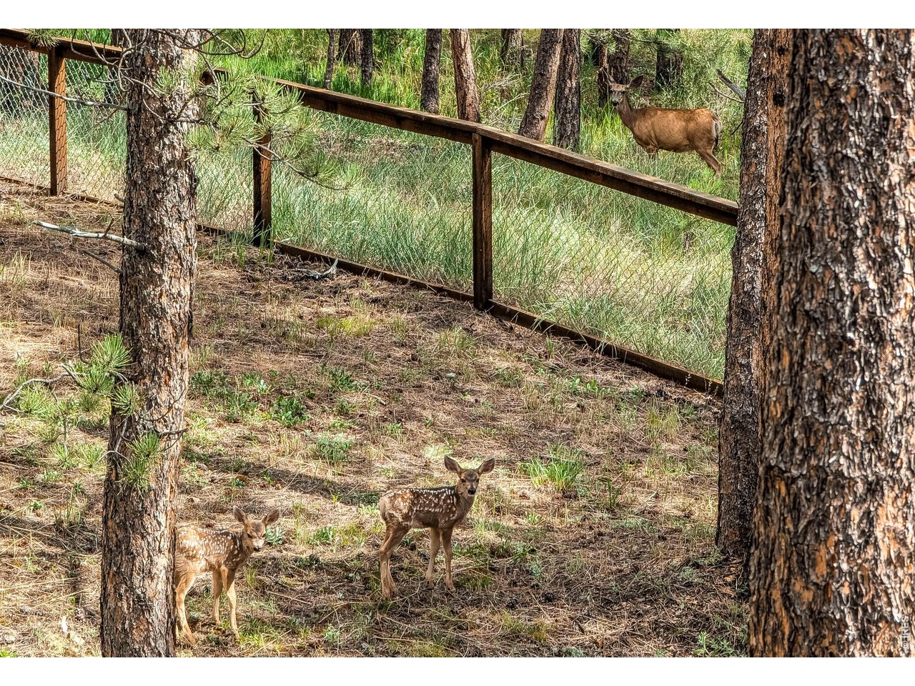 166 Cherokee Road Lyons, CO 80540 - Photo 24 of 42