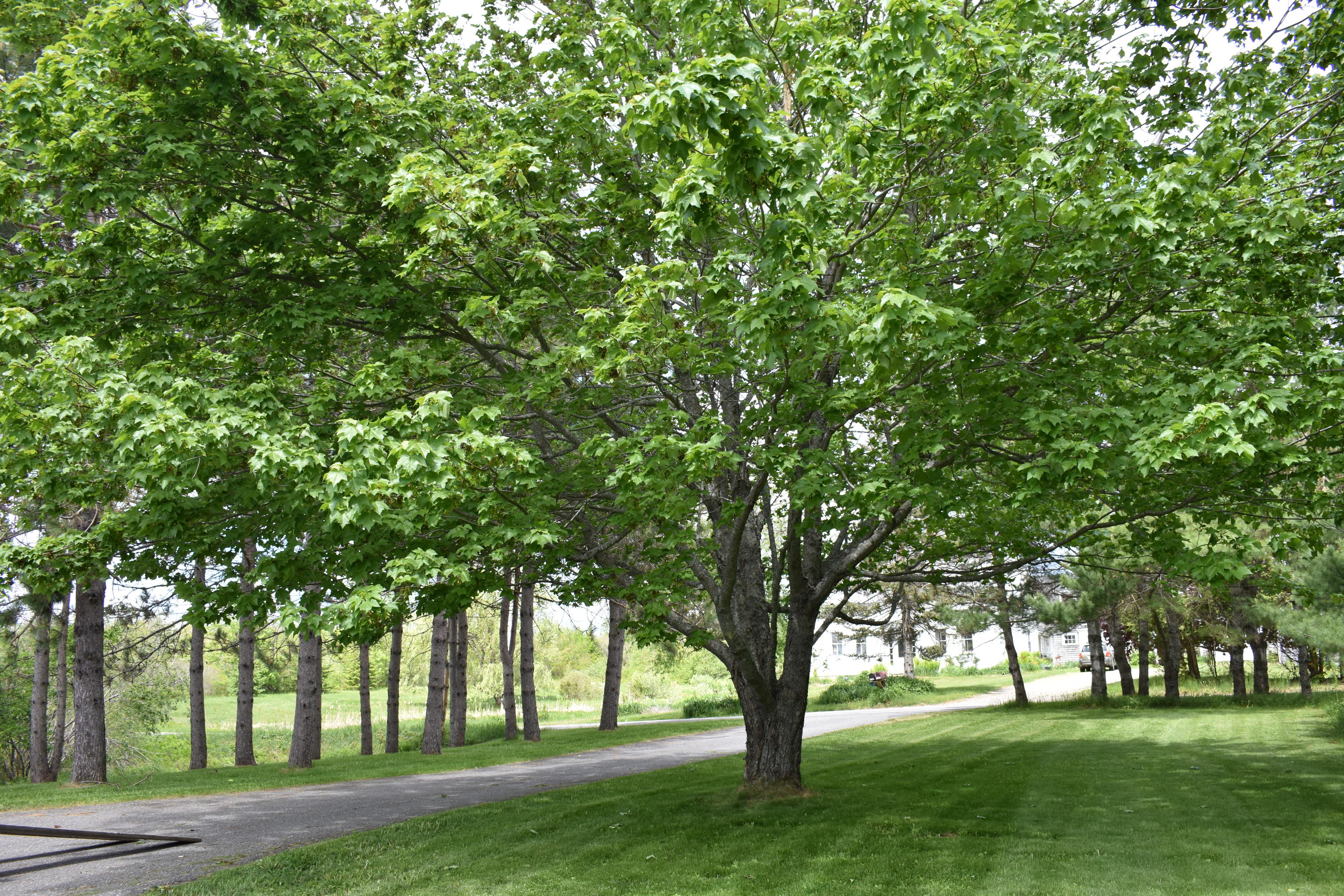 2499 Belfast Road Lincolnville, ME 04849 - Photo 6 of 52 DSC_0917