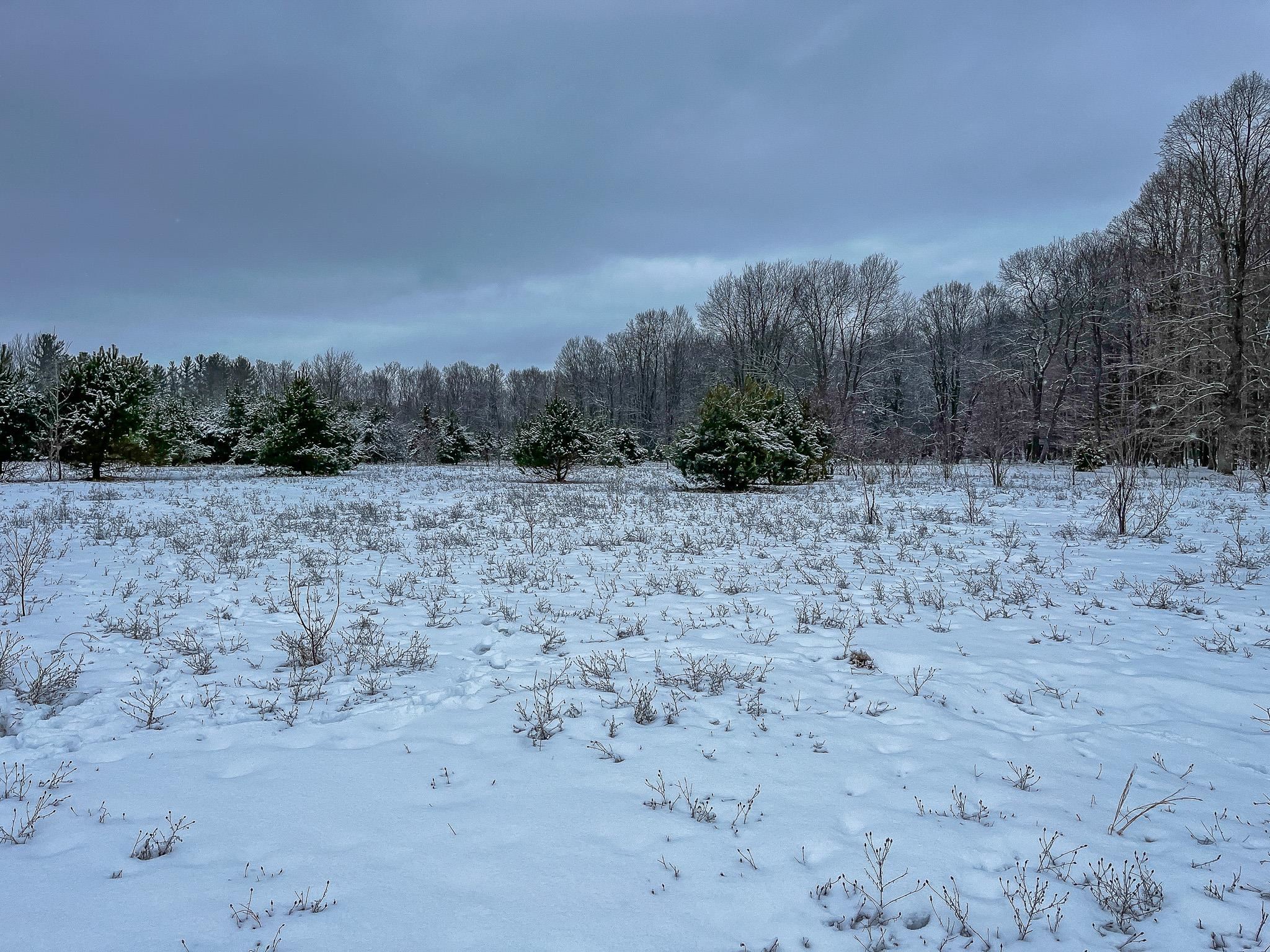 81-acres North 25 Road Buckley, MI 49620 - Photo 27 of 36