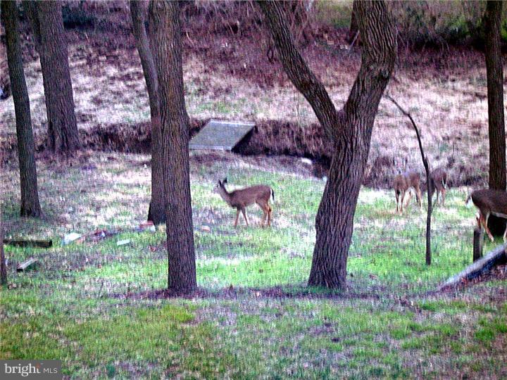 1323 Wynewood Road Orefield, PA 18069 - Photo 24 of 25 Back Yard