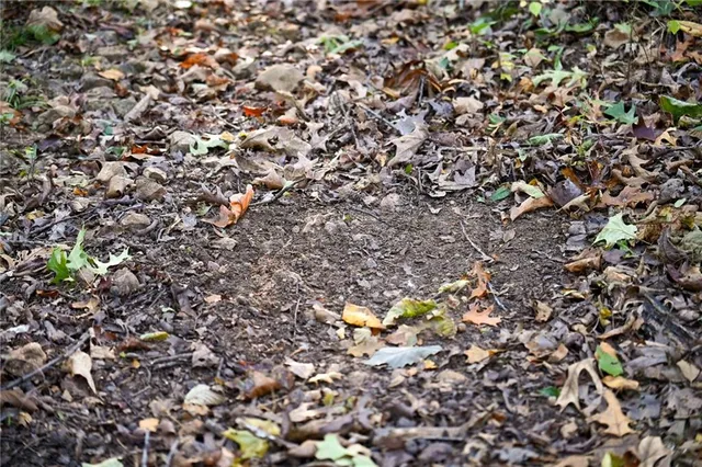 $249,000 | 21395 South 725 Road, Stockton, MO 65785