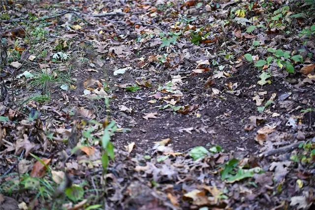 $249,000 | 21395 South 725 Road, Stockton, MO 65785