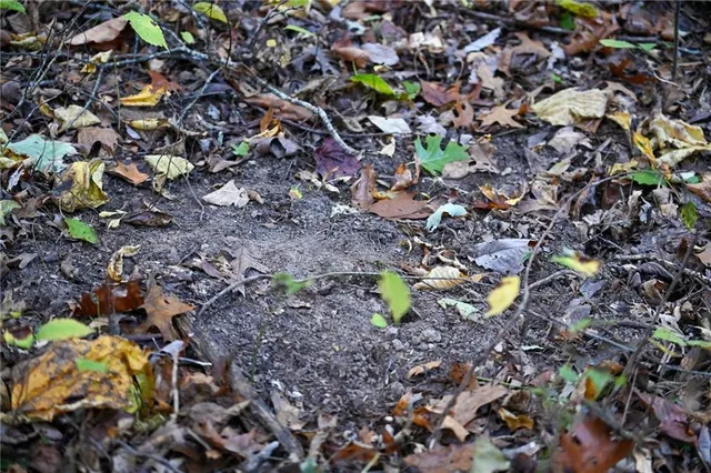 $249,000 | 21395 South 725 Road, Stockton, MO 65785