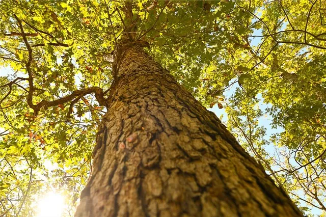 $249,000 | 21395 South 725 Road, Stockton, MO 65785