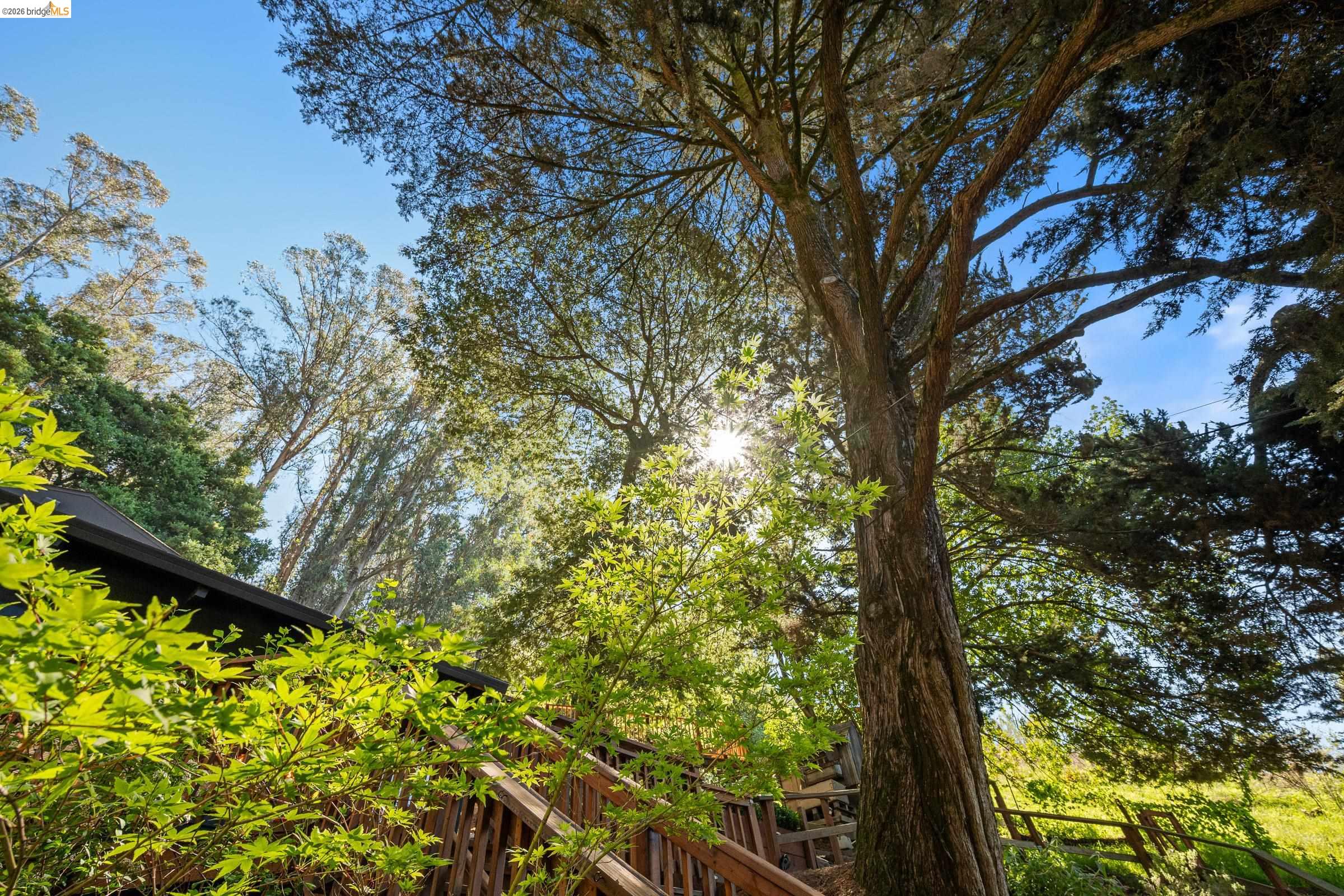 6600 Heather Ridge Way Oakland, CA 94611 - Photo 61 of 66 Lush, mature trees surround the property, providing natural shade