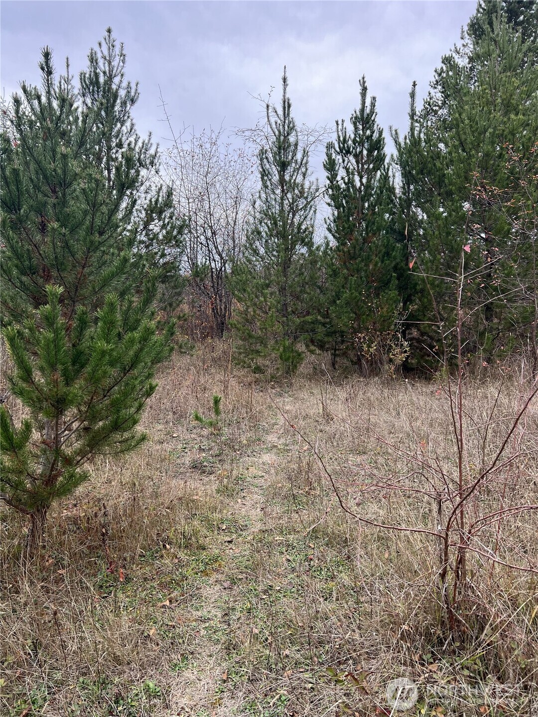 X Oyler Road Toledo, WA 98591 - Photo 23 of 24 a view of a dry yard with trees in the background