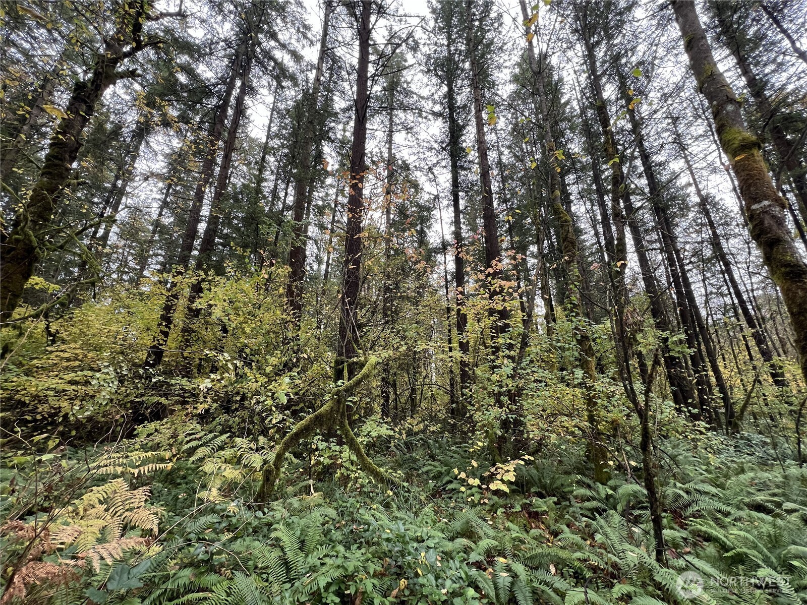 X Oyler Road Toledo, WA 98591 - Photo 24 of 24 a view of a yard of a house