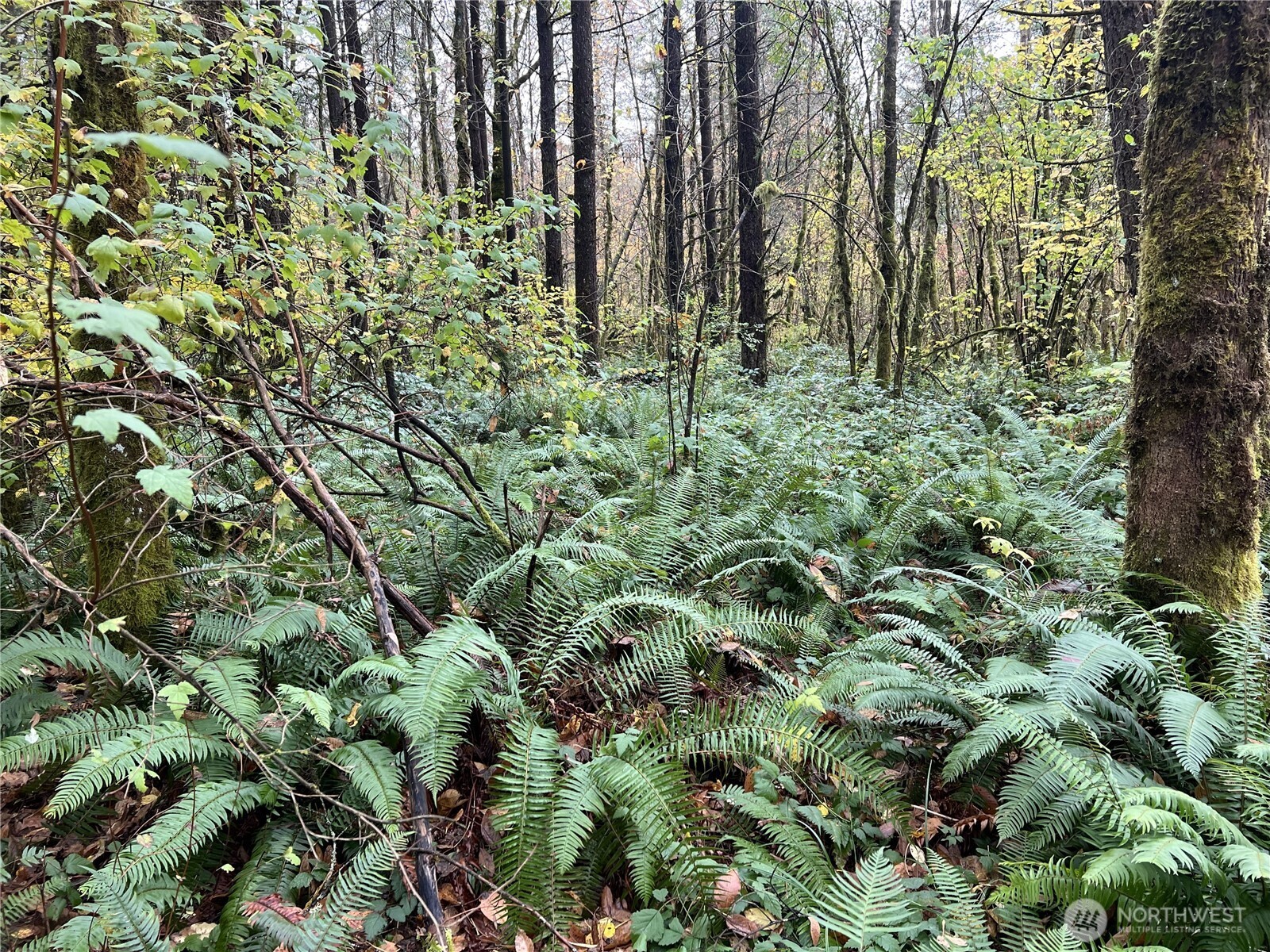 X Oyler Road Toledo, WA 98591 - Photo 9 of 24 a backyard of a house with lots of plants and trees