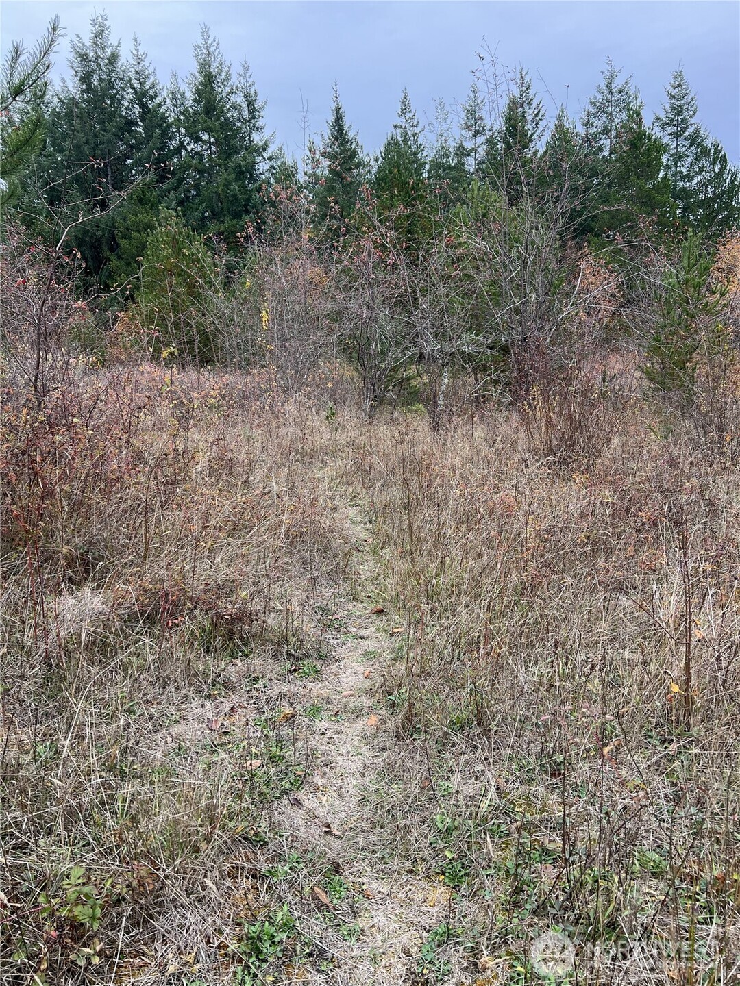 X Oyler Road Toledo, WA 98591 - Photo 10 of 24 a view of a dry yard with trees in the background