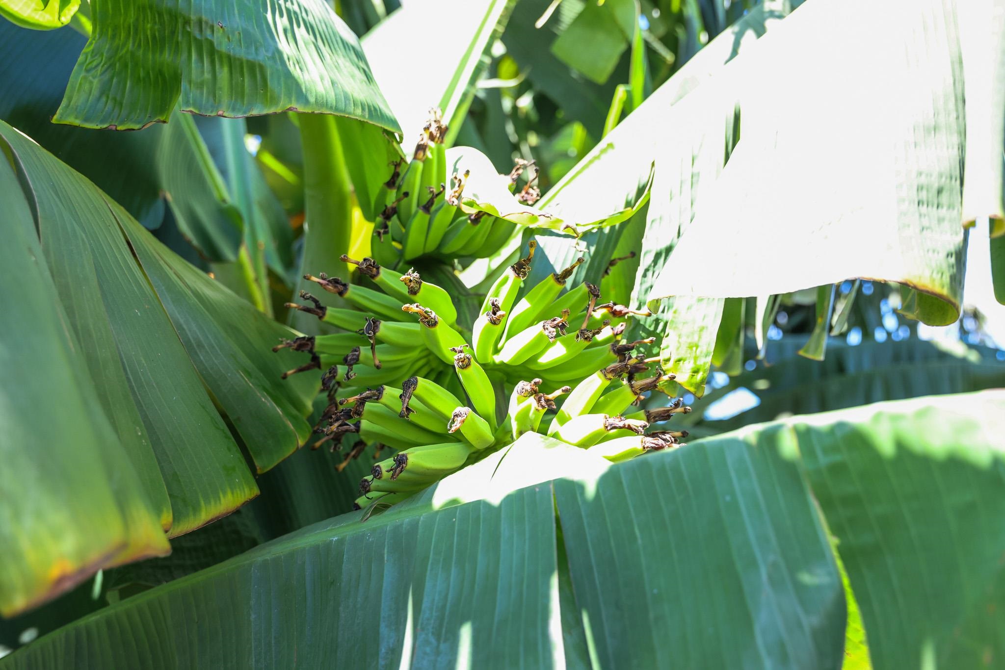 107 Mehani Place Kihei, HI 96753 - Photo 43 of 50