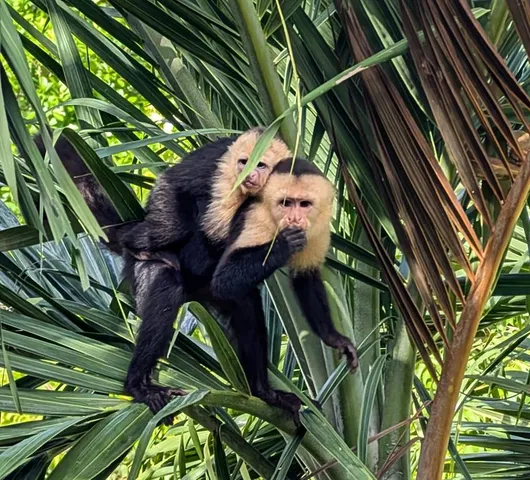 $749,000 | Costa Rica, NA 00000