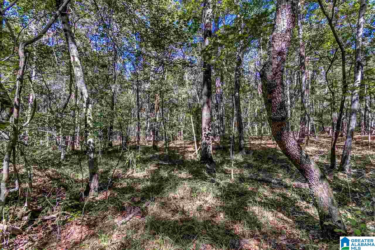 384 Wolf Pond Road, Unit 1 Talladega, AL 35160 - Photo 23 of 26