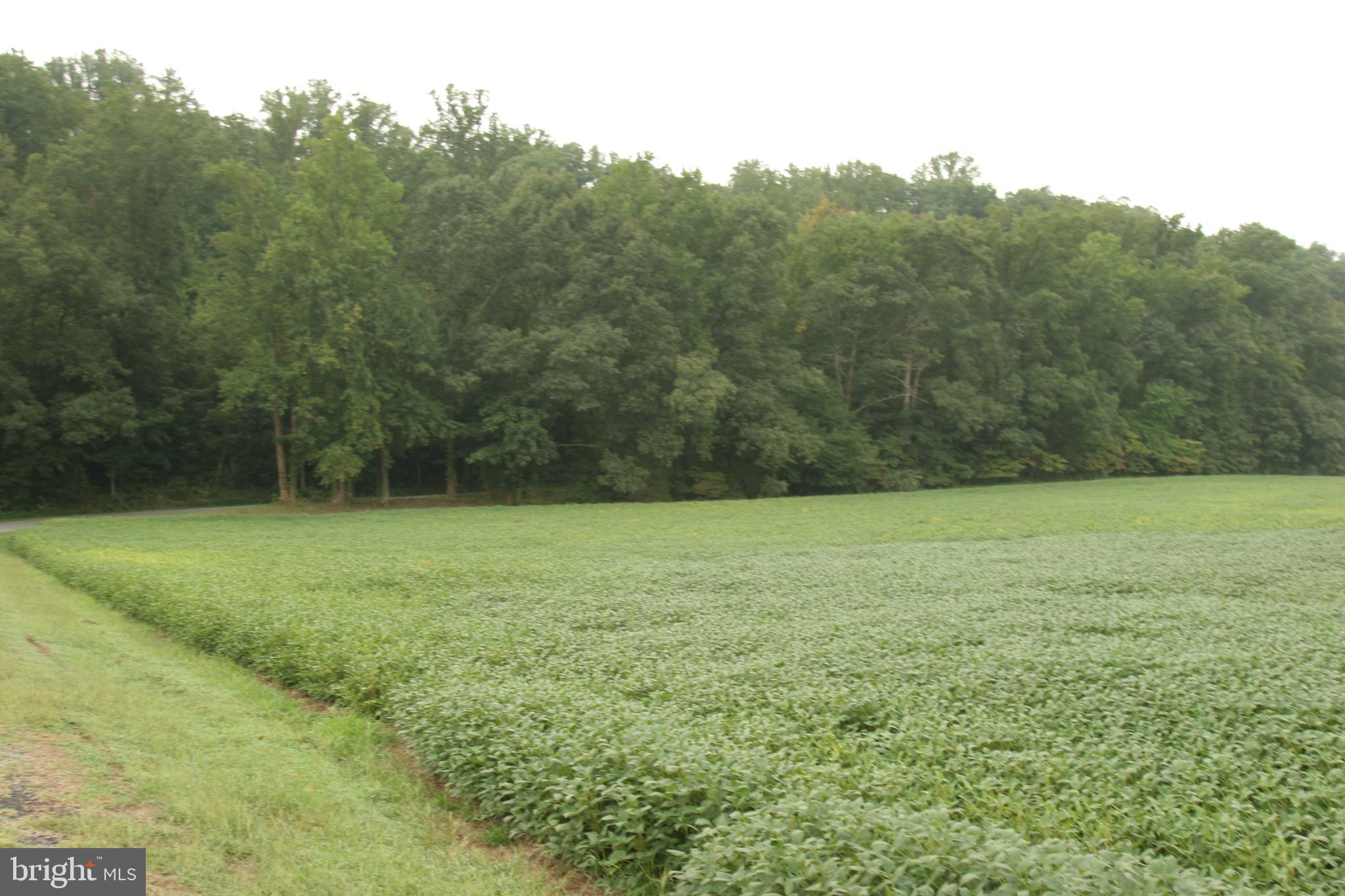 Camden Rd Port Port Royal, VA 22535 - Photo 7 of 7 Late summer soybeans