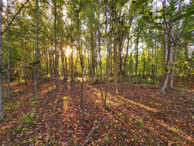a view of a forest with trees in the background