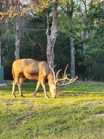 a backyard of a house with lots of green space