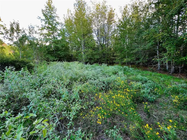 a view of a lush green forest with trees in the background