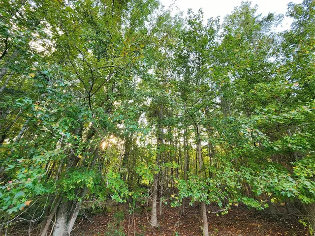a view of a lush green forest