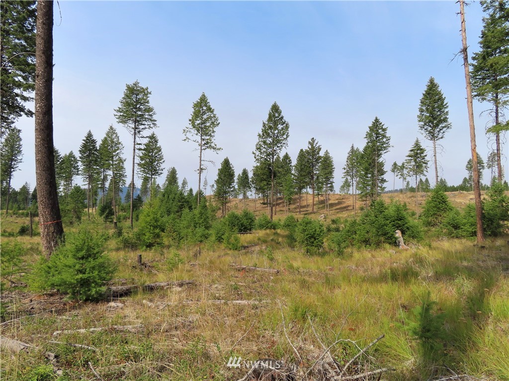 9 Roy Road Republic, WA 99166 - Photo 2 of 14 a view of a field with trees in background