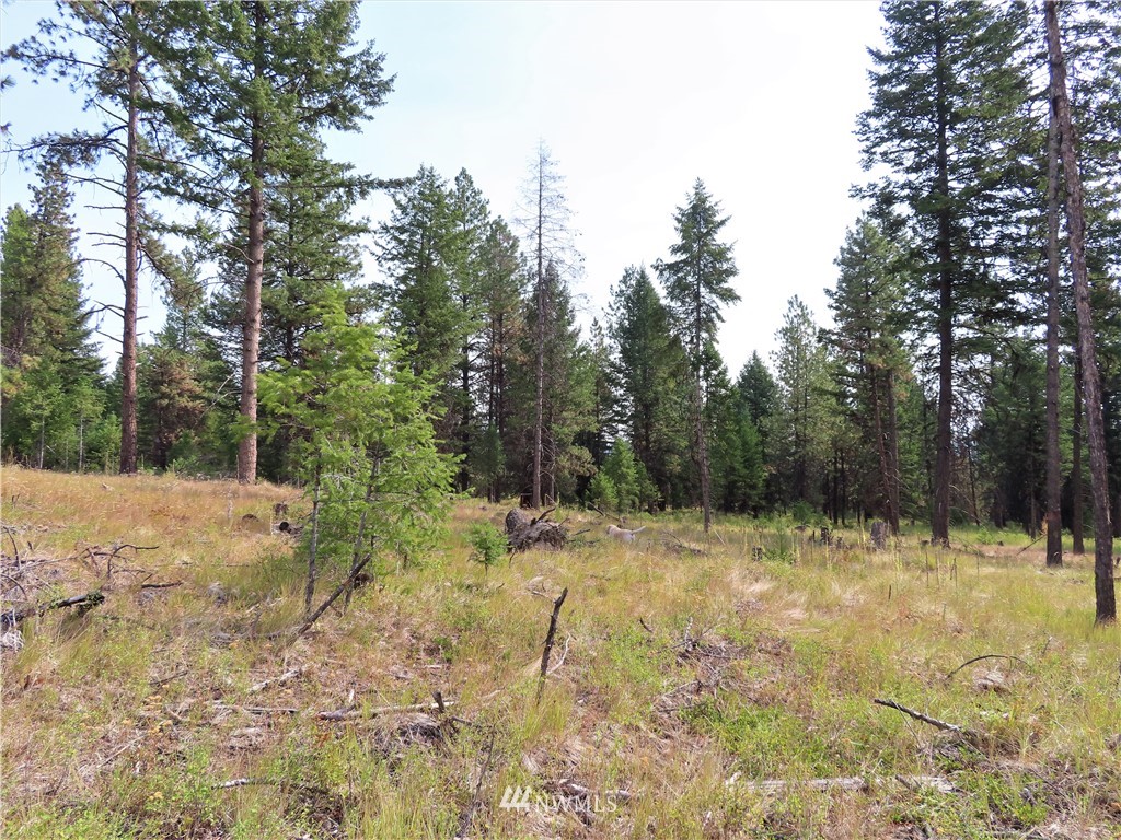 9 Roy Road Republic, WA 99166 - Photo 10 of 14 a view of a yard with trees