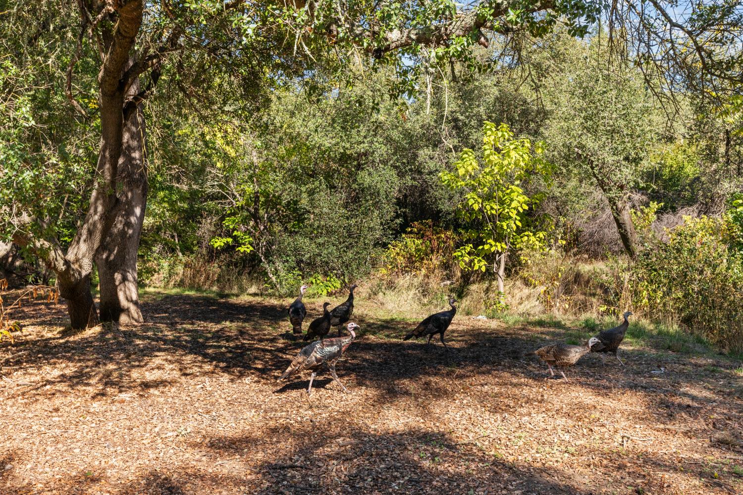 6909 Monticello Court Citrus Heights, CA 95621 - Photo 32 of 38 a view of tree