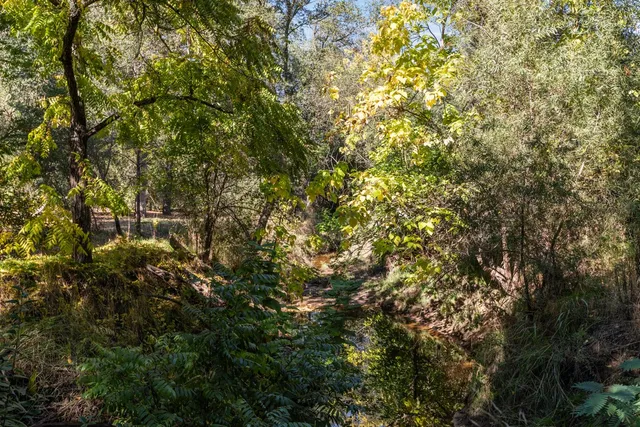 a view of a tree with a tree