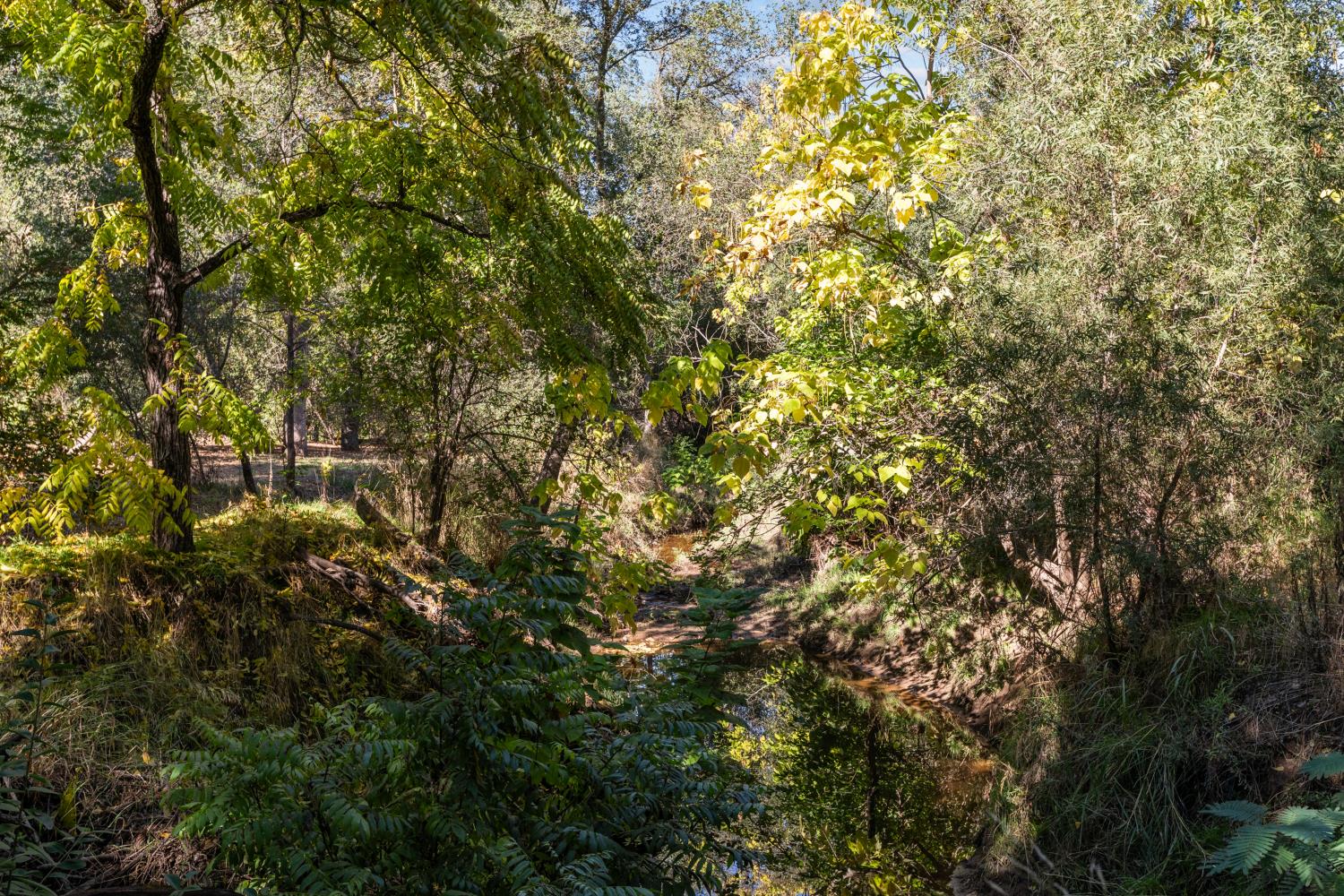 6909 Monticello Court Citrus Heights, CA 95621 - Photo 33 of 38 a view of a tree with a tree