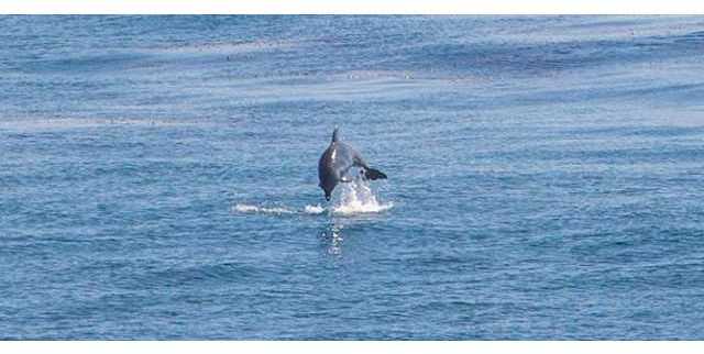 1062 Neptune Avenue Encinitas, CA 92024 - Photo 23 of 23 A typical visitor!