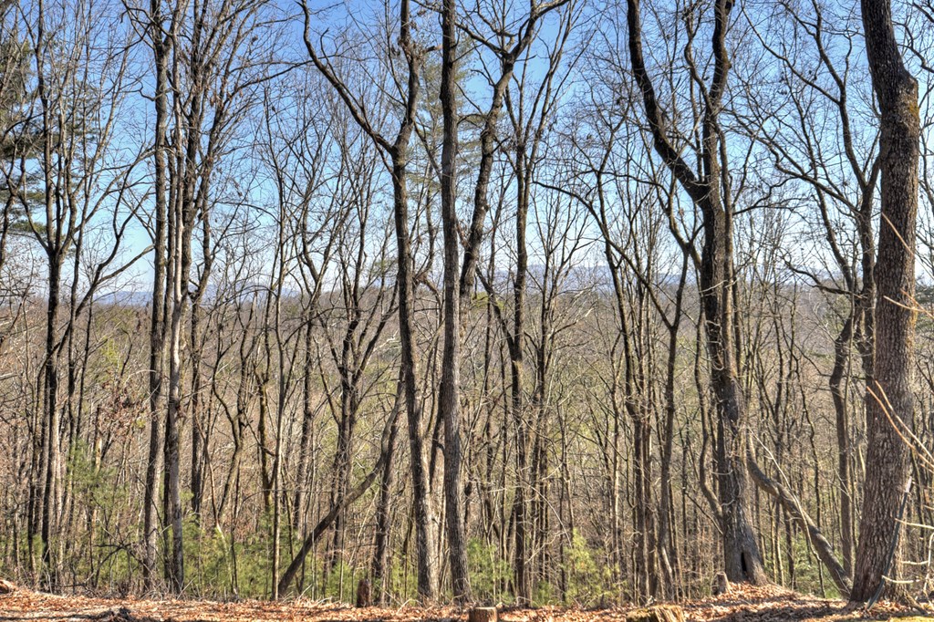 398 New Hope Road Ellijay, GA 30540 - Photo 55 of 70 Seasonal Mountain View - Better in person!