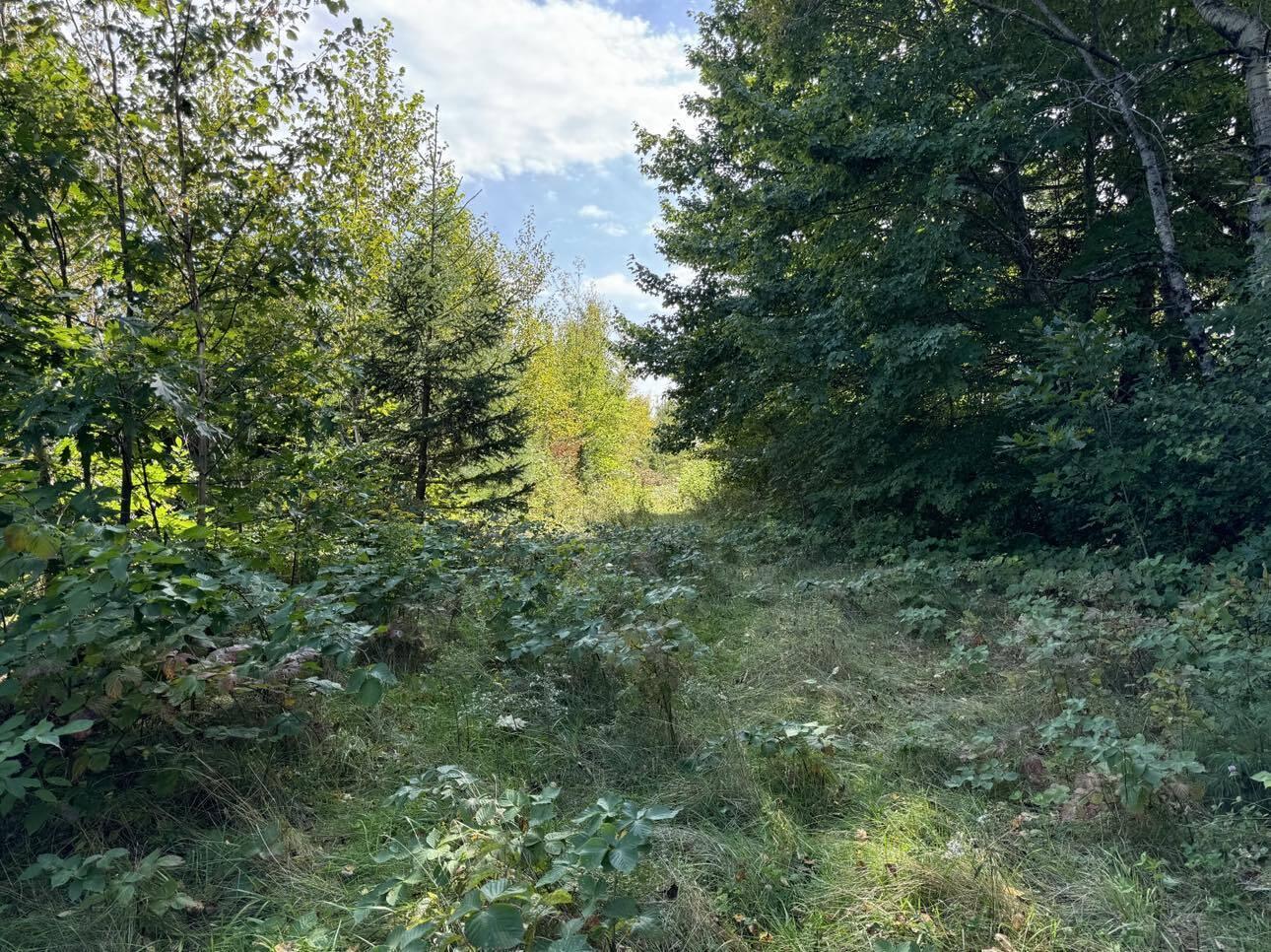 Lot 7-1 Clark Road Kenduskeag, ME 04450 - Photo 2 of 13 458011275_369036672806586_73208592389140