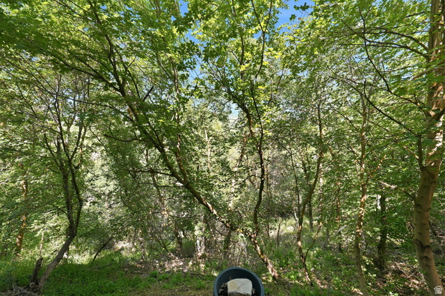 1979 Cave Hollow Way Bountiful, UT 84010 - Photo 47 of 59 Dense natural foliage providing extensive tree cover