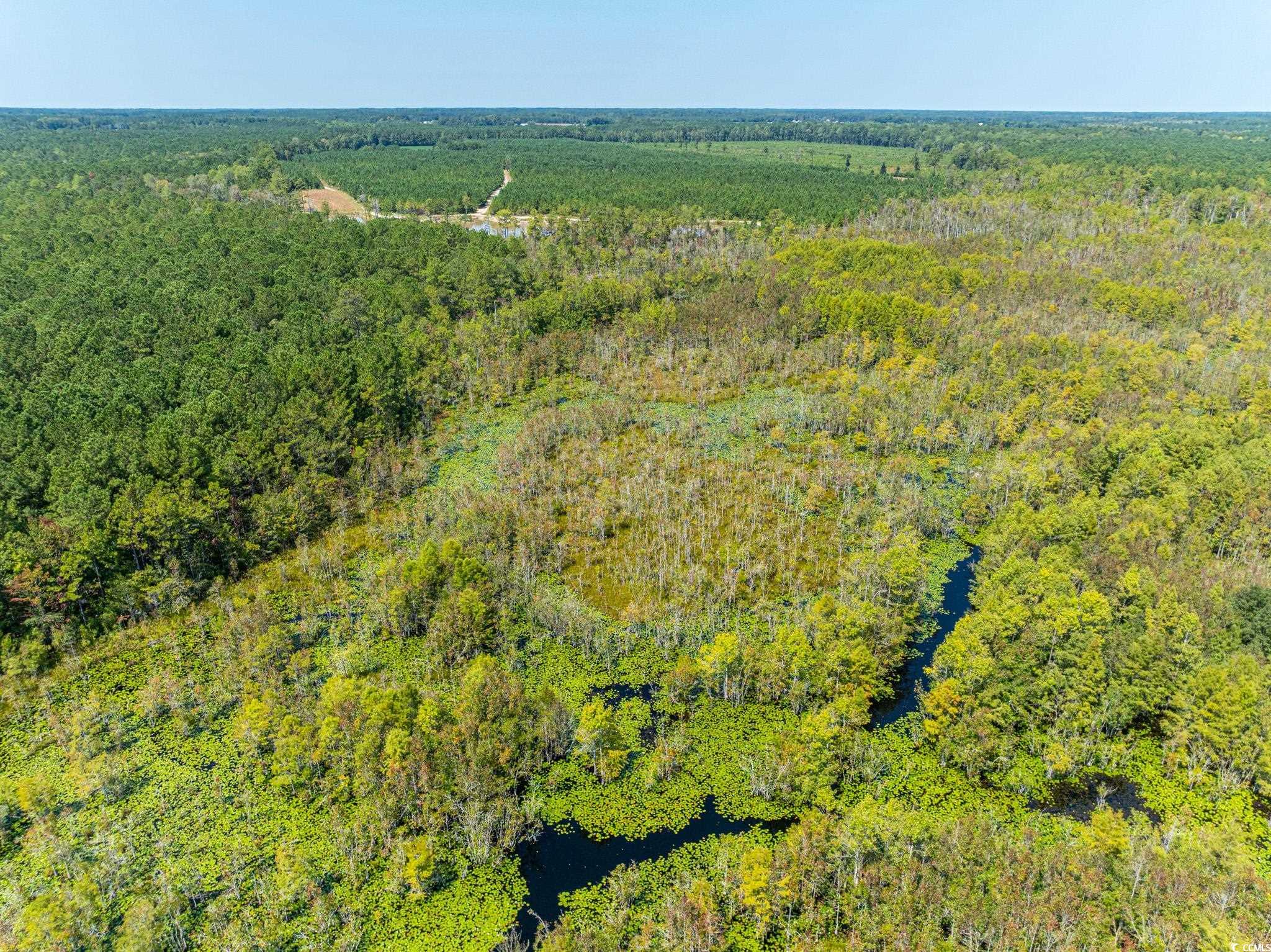 0 No Where Road Clarendon, NC 28432 - Photo 19 of 22 Aerial view of a forest