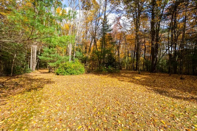 a view of backyard with tree