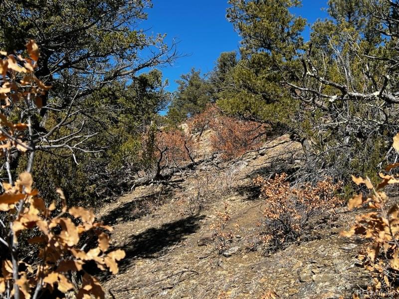 23.3 County Road Weston, CO 81091 - Photo 24 of 38 a view of a tree