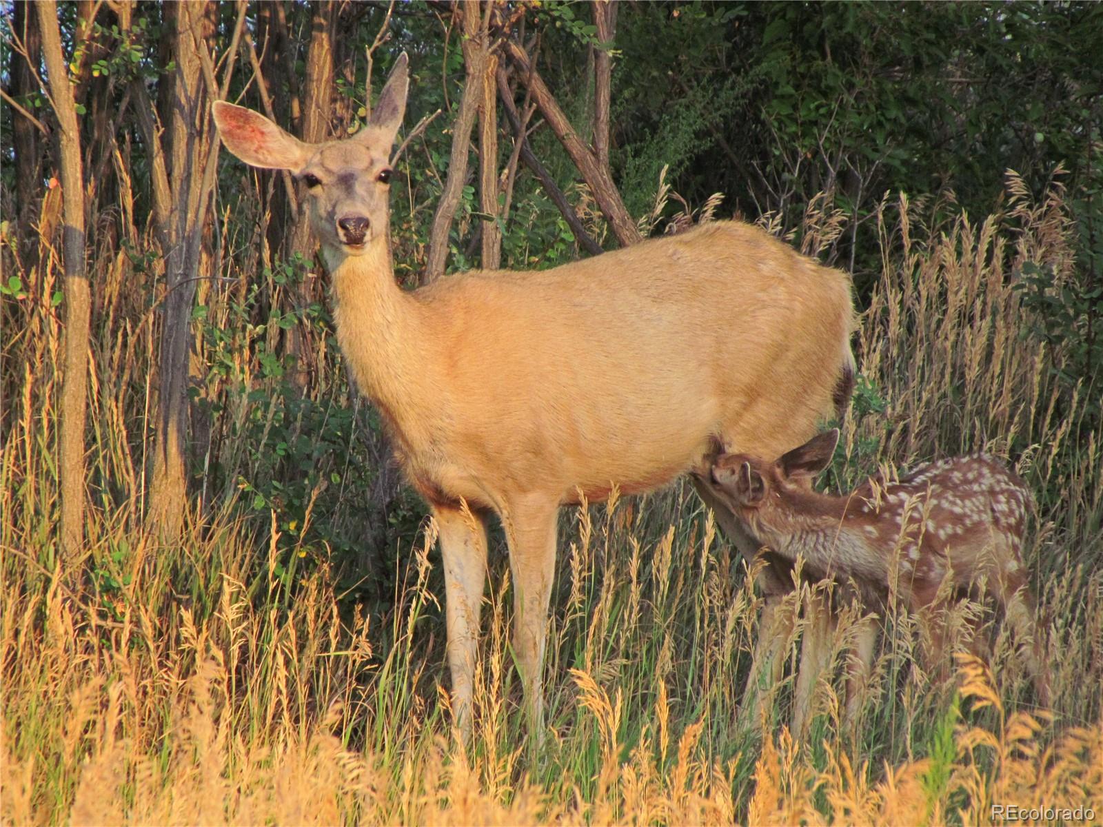 23.3 County Road Weston, CO 81091 - Photo 33 of 38 a view of outdoor space and yard