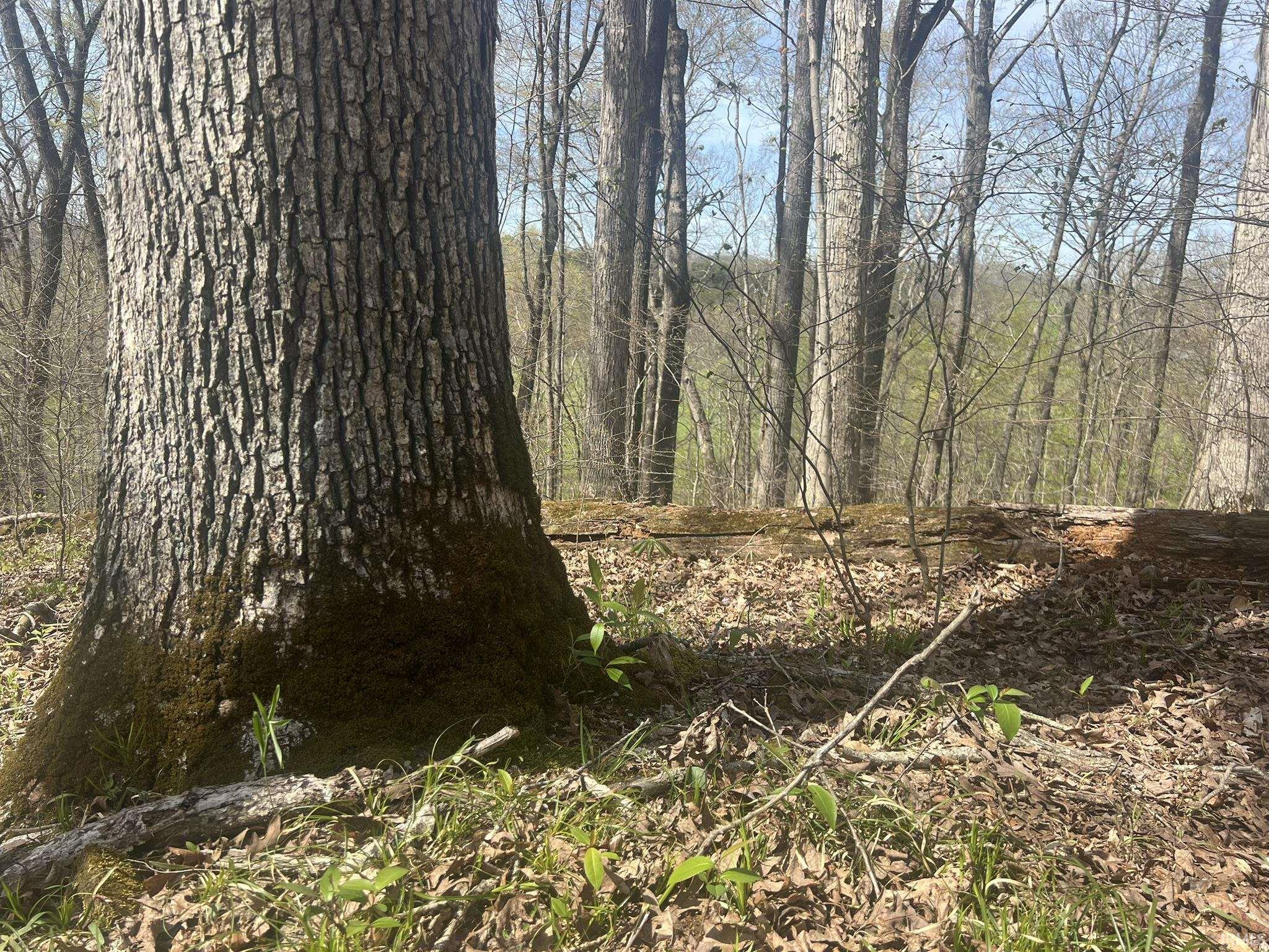 Lower Schooner Road Nashville, IN 47448 - Photo 5 of 31