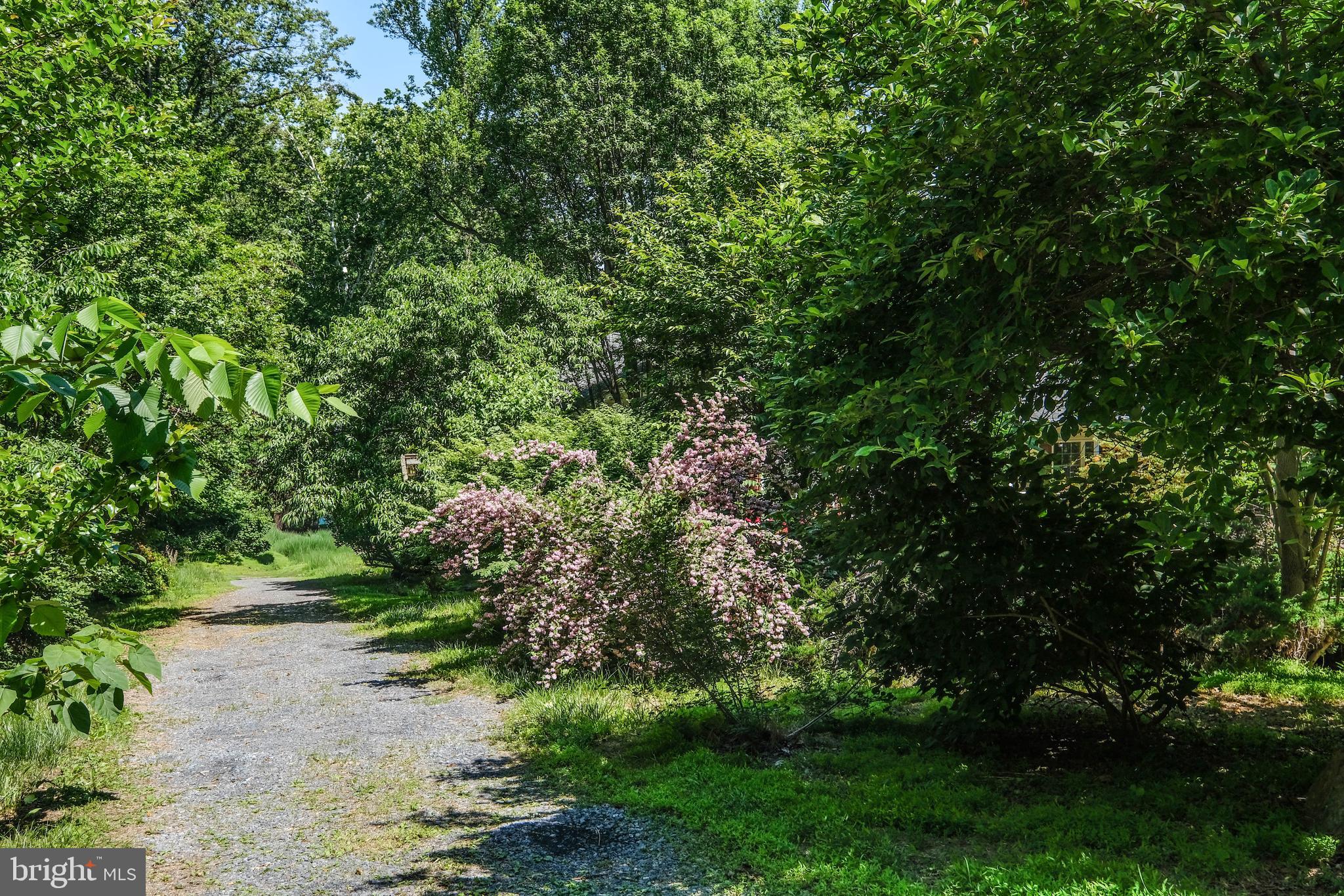 1195 Shangri-La Road Bentonville, VA 22610 - Photo 58 of 64 a view of a yard with a tree