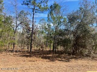 a view of a yard with trees