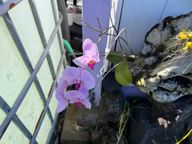 $69,900 | 12-5419 Ala Lokelani, Pahoa, HI 96778