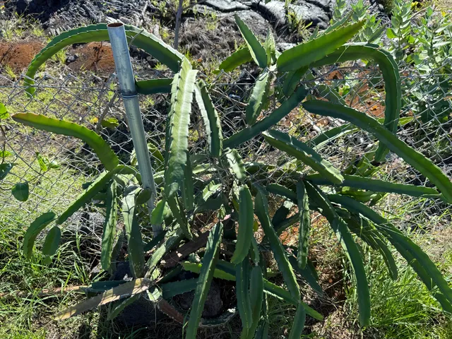 $69,900 | 12-5419 Ala Lokelani, Pahoa, HI 96778